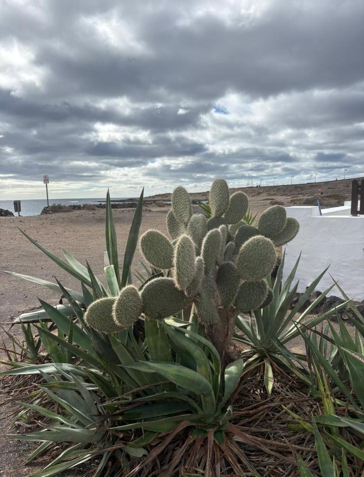 Chico busca chica en La Coruña: 