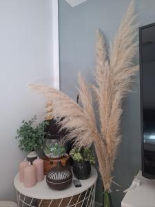 Chico busca chica en Mallorca: 