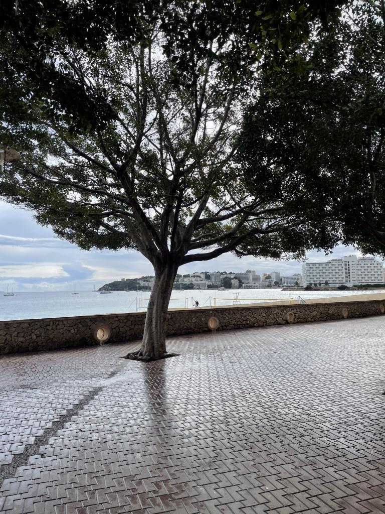 624372423: Virtual en Mallorca